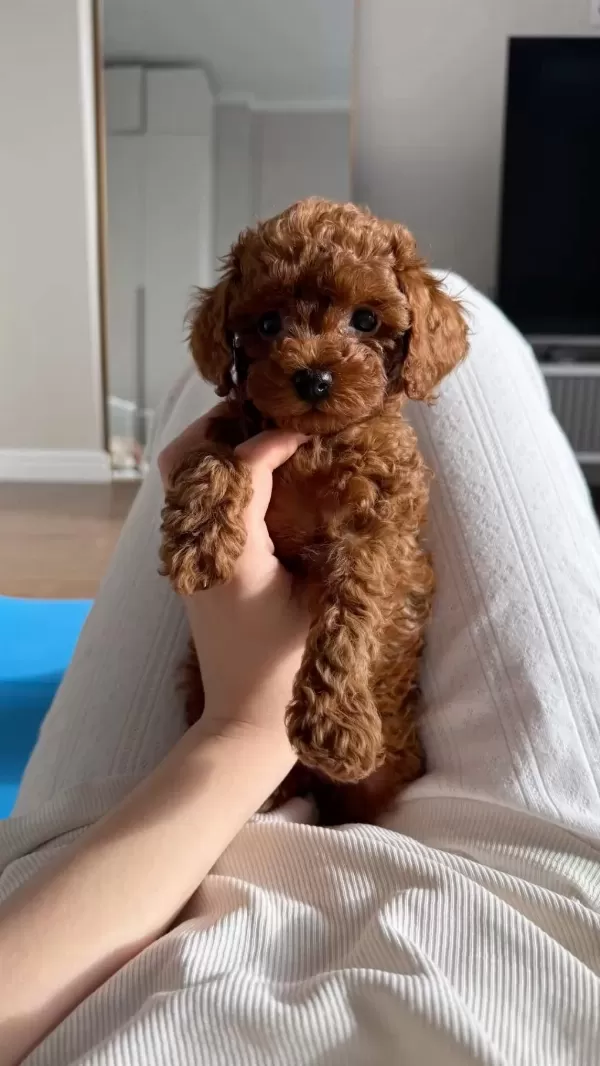 Toy Poodle Kore Kan Miniklerimiz