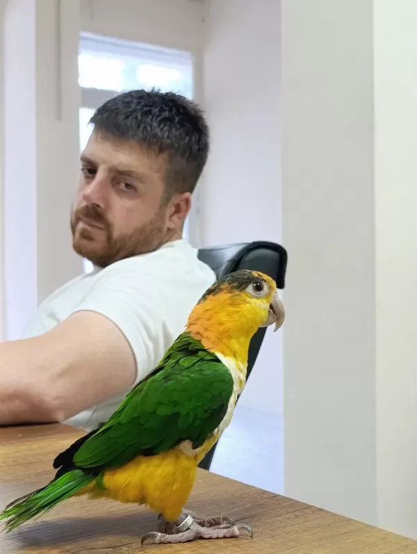 Yavru Kayık Papağanı