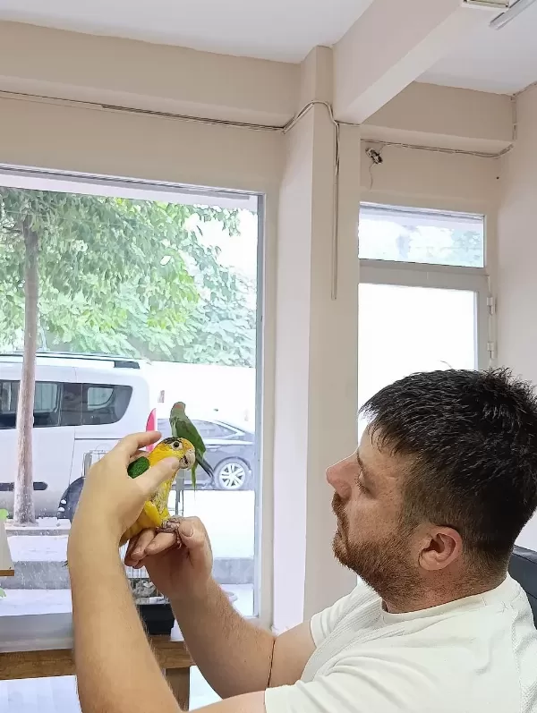 Yavru Kayık Papağanı
