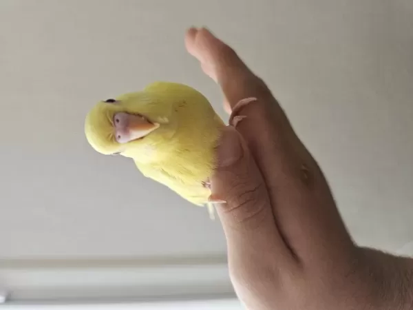 4 Tane Yeni Yeme Düşmüş 3 Lutino 1 Cremio Kuşumuz