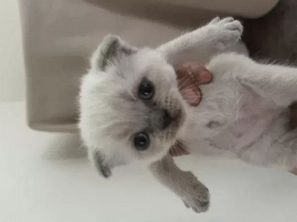 Scottish Fold Kedimizi Sahiplendirme