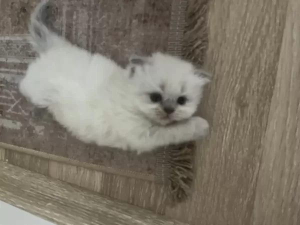 Scottish Fold Kedimizi Sahiplendirme