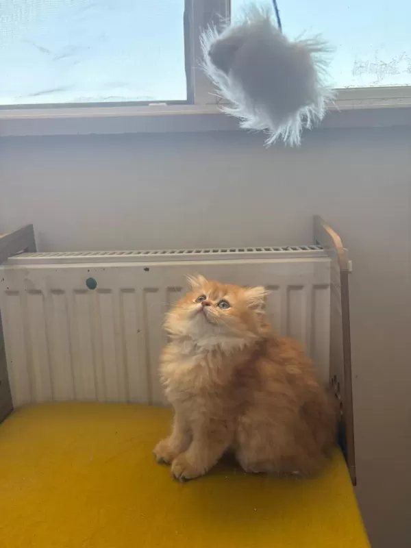 British Longhair 2 Aylık Yavru