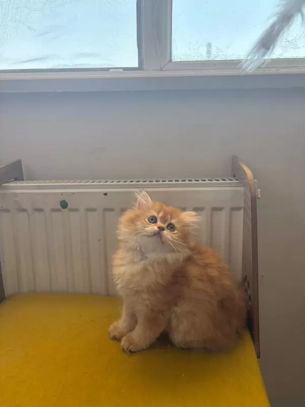 British Longhair 2 Aylık Yavru