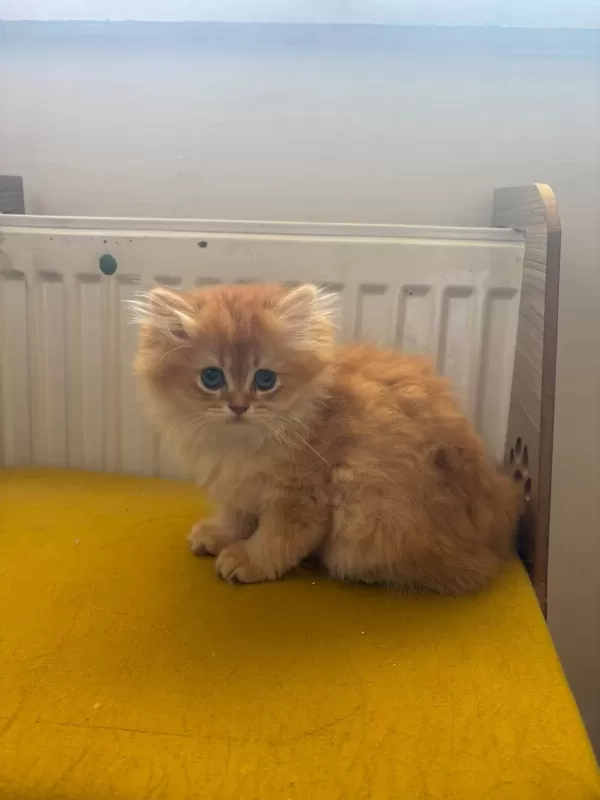 British Longhair 2 Aylık Yavru