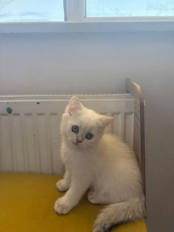 British Shorthair Kedisi