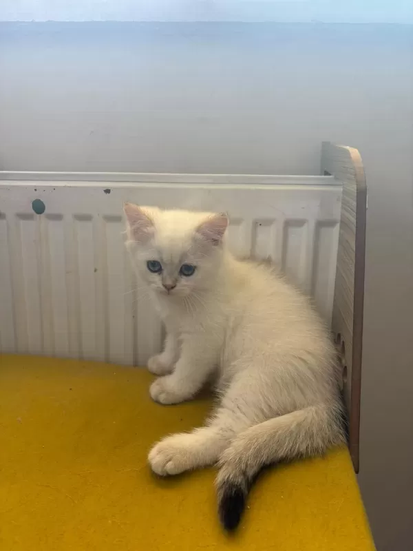 British Shorthair Kedisi