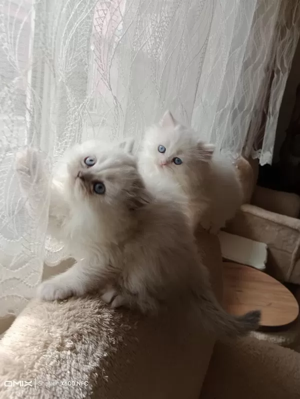 2 Aylık İran Kedisi Sahibimi Arıyorum