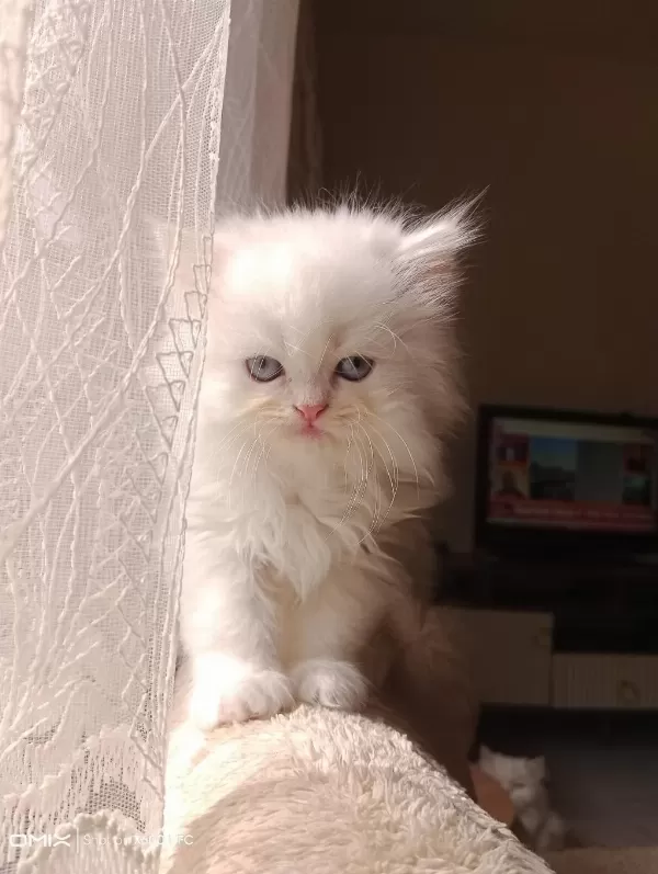 2 Aylık İran Kedisi Sahibimi Arıyorum