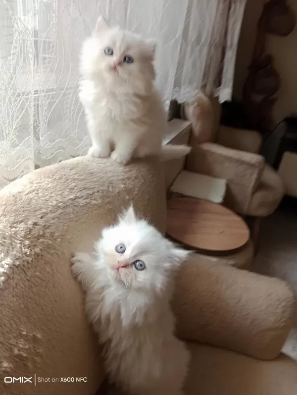 2 Aylık İran Kedisi Sahibimi Arıyorum