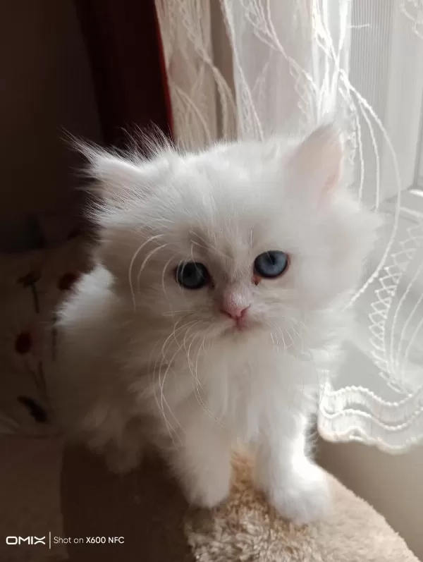 2 Aylık İran Kedisi Sahibimi Arıyorum