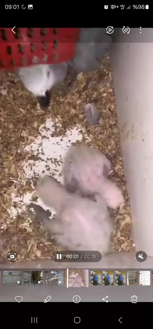 Kırmızı Kuyruk Jako Çifti