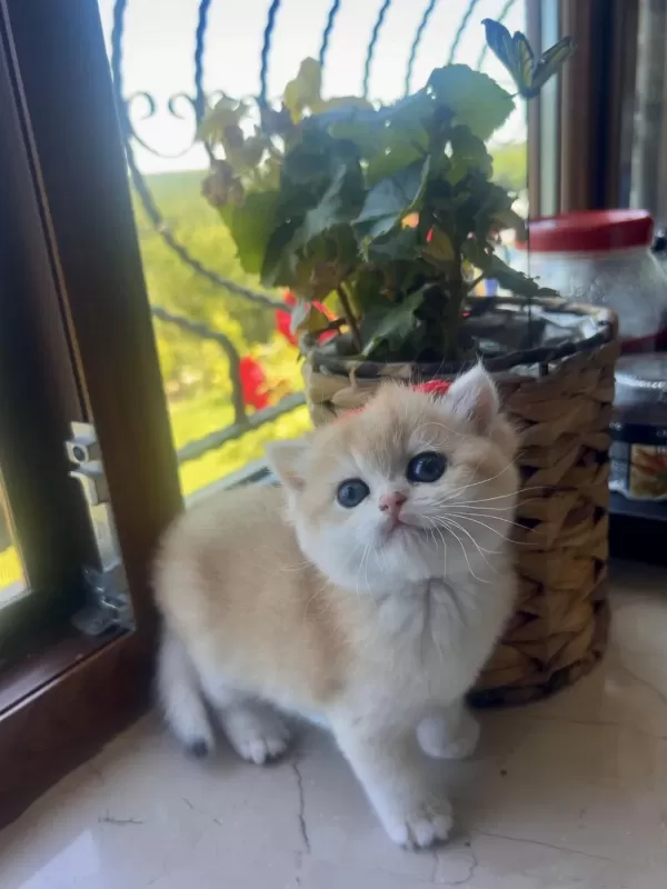 Saf Kan Golden British Shorthair Yavrular (wcf Kayıtlı)