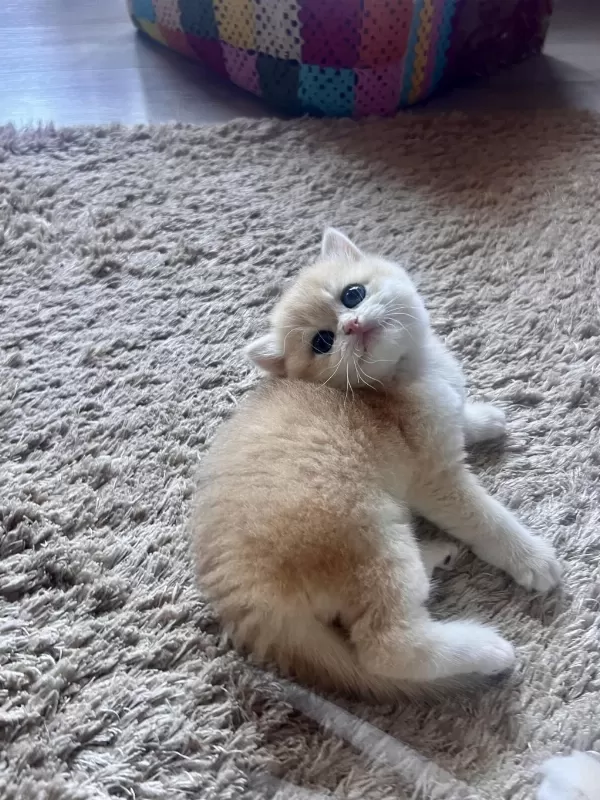 Saf Kan Golden British Shorthair Yavrular (wcf Kayıtlı)