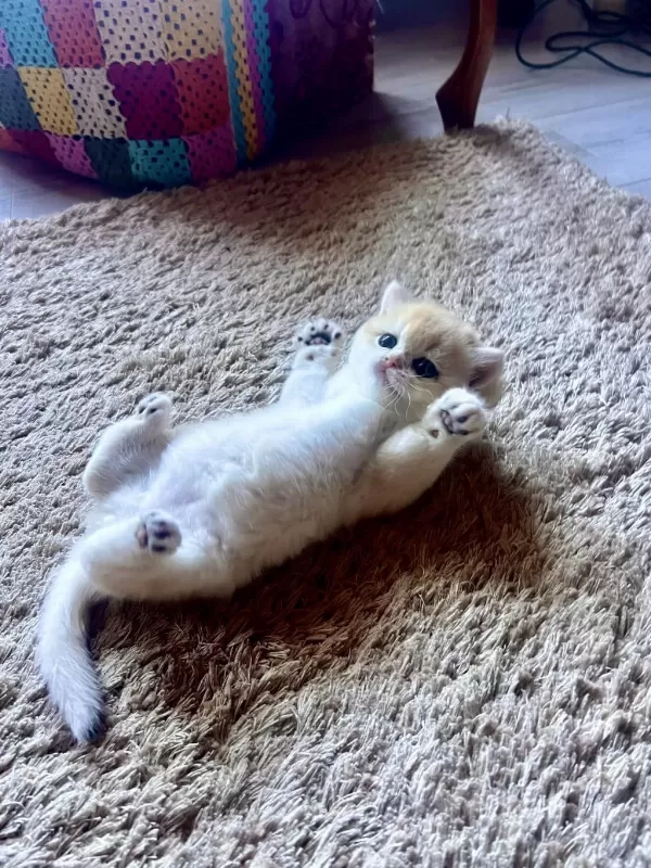 Saf Kan Golden British Shorthair Yavrular (wcf Kayıtlı)