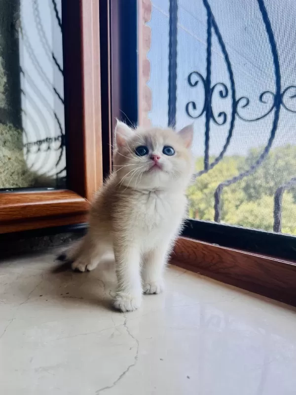 Saf Kan Golden British Shorthair Yavruları (wcf Kayıtlı)