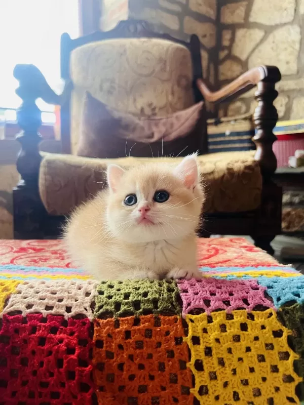 Saf Kan Golden British Shorthair Yavruları (wcf Kayıtlı)