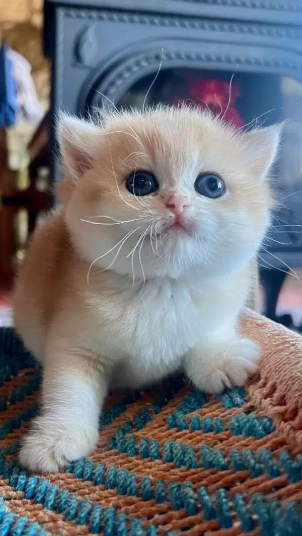 Saf Kan Golden British Shorthair Yavruları (wcf Kayıtlı)
