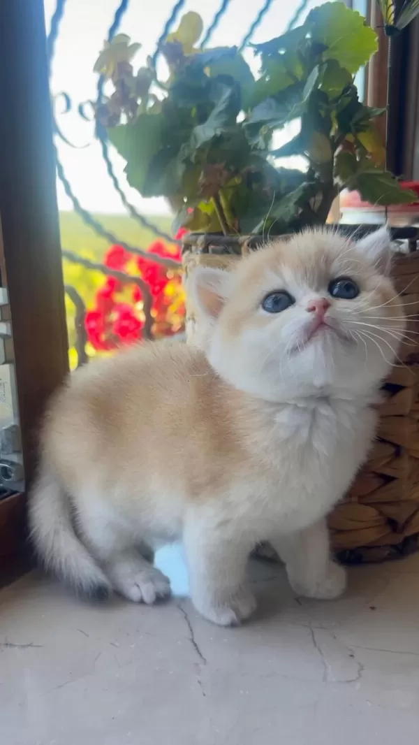 Saf Kan Golden British Shorthair Yavruları (wcf Kayıtlı)