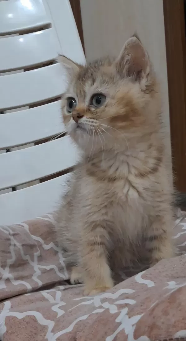 British Shorthair Golden Dişi