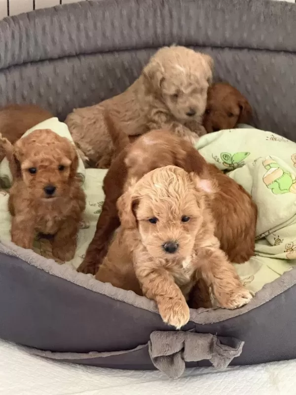 Ruhsatli Köpek Çiftliğinden Maltipoo Yavrularimiz