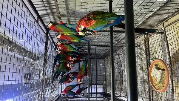 Sağlıklı Macaw Papağanları