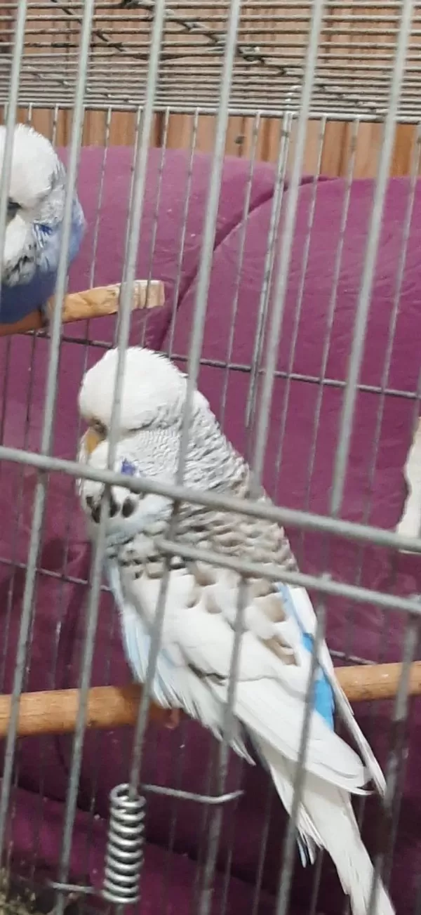 Muhabbet Kuşlarımız İçin Ulaşın
