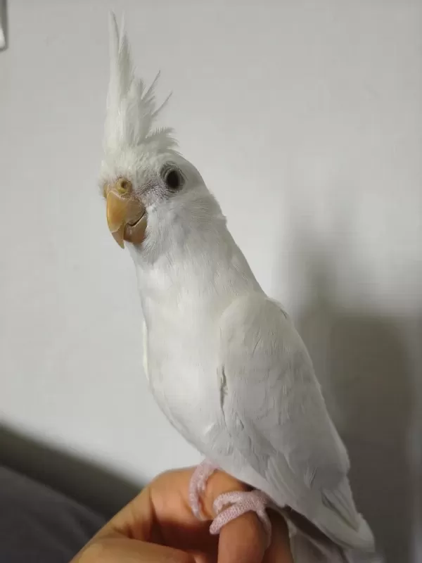 Eğitimli Albino Sultan Papağanı Yavrusu