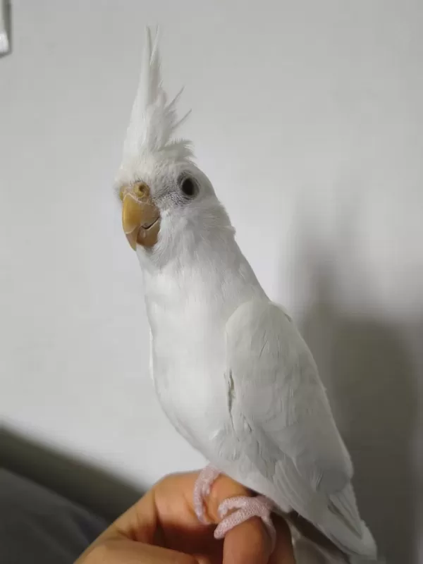 Eğitimli Albino Sultan Papağanı Yavrusu