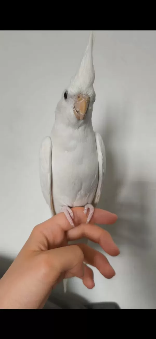 Eğitimli Albino Sultan Papağanı Yavrusu