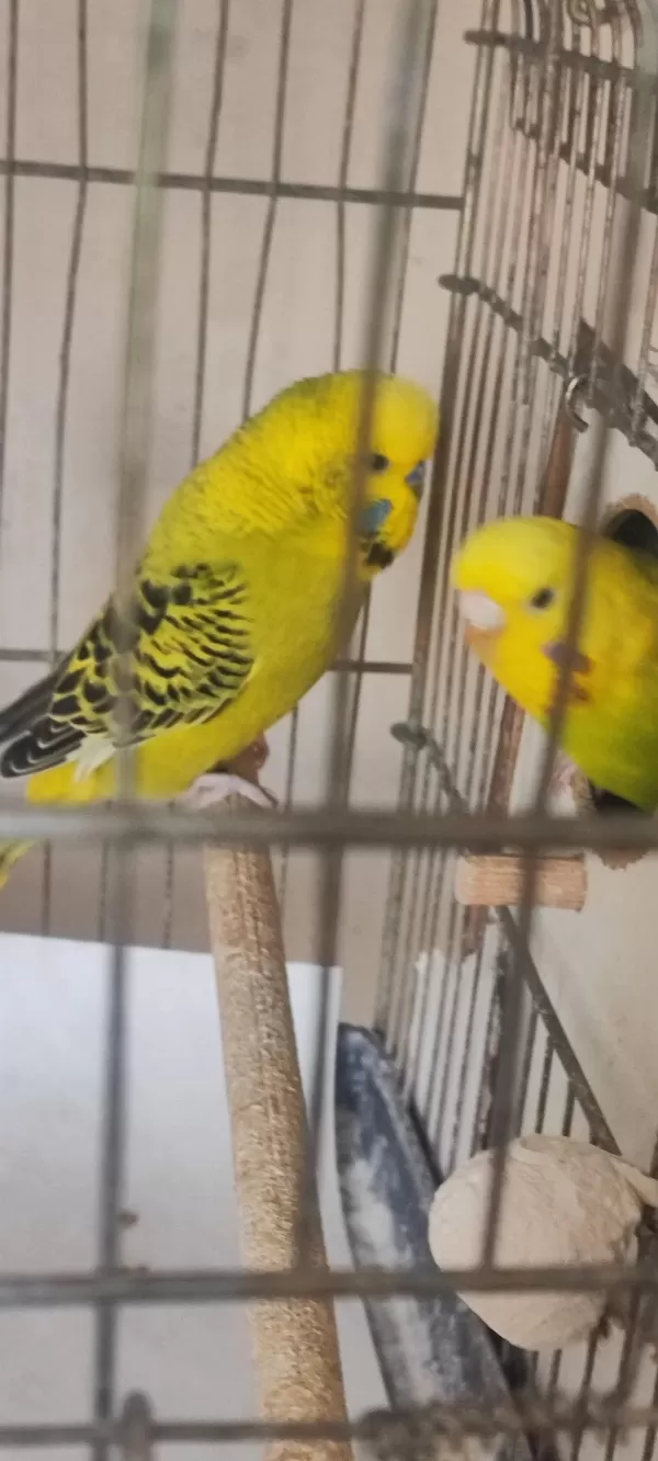 Trde En Uygun Güzel Hazır Muhabbet Kuşu Çiftler Acil