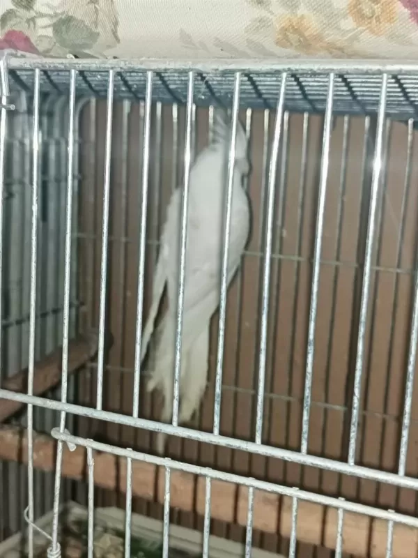 Albino Cinnemon Takım Sultan Papağanı