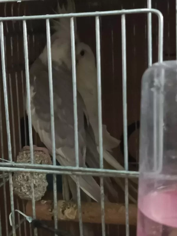 Albino Cinnemon Takım Sultan Papağanı