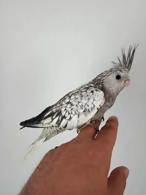 Genç Sultan Takım Yavru Yumurta Var Altında
