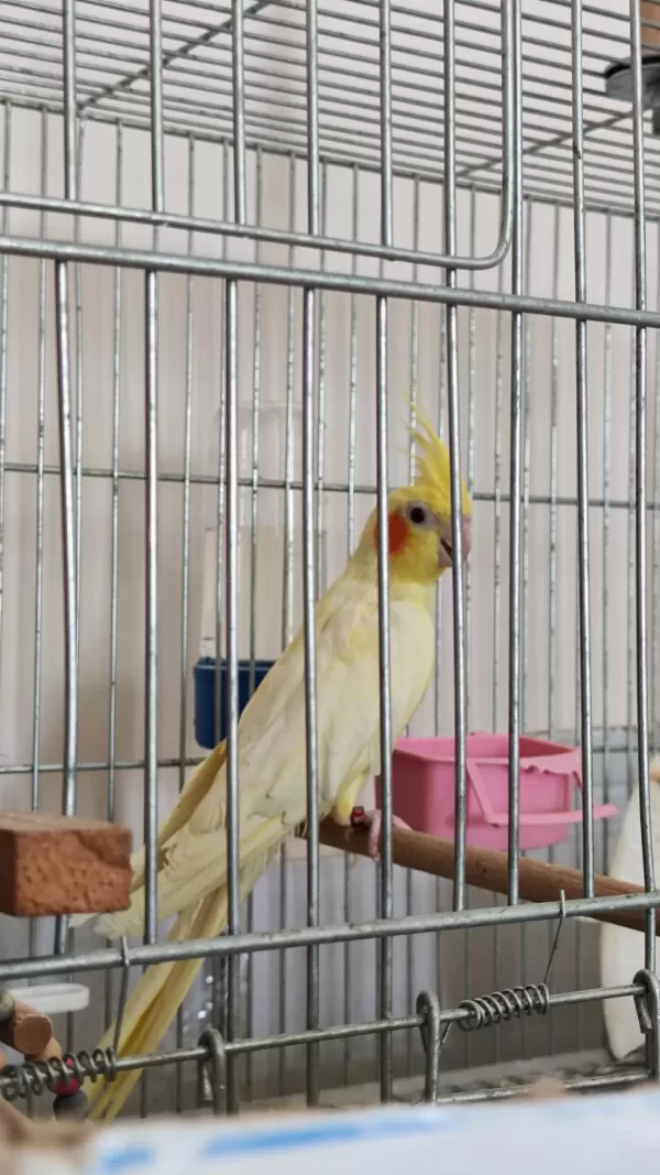 Takas Sultan Papağanı Lutino Dişi