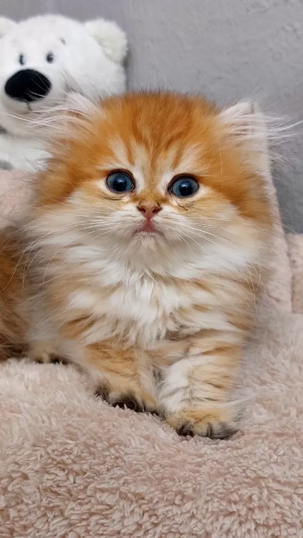 British Longhair Golden Ny11-12 Serileri A+