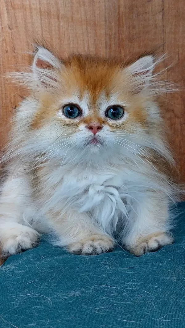 British Longhair Golden Ny11-12 Serileri A+