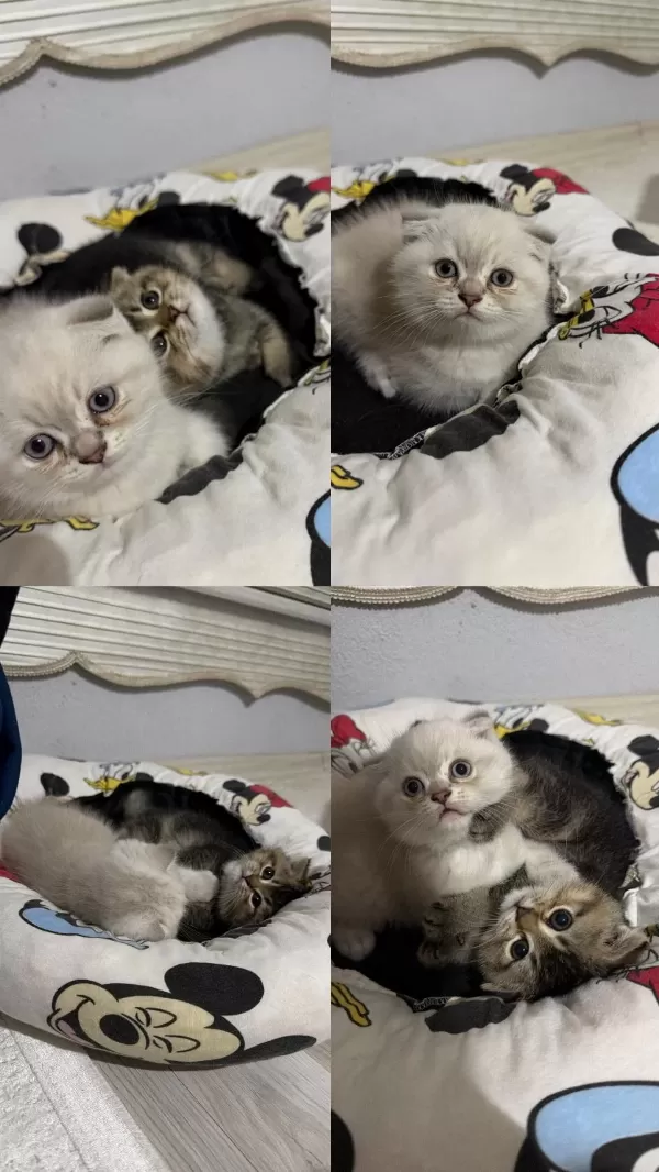 2 Erkek Kardeş Kediler