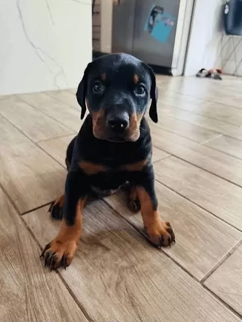 İsteğe Özel Estetikli Doberman
