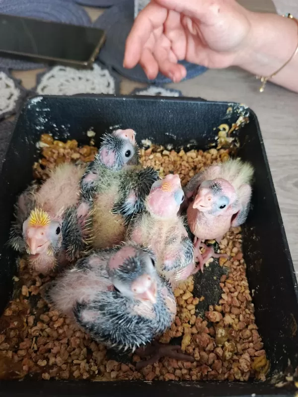 6 Yumurtalı 2 Yavrulu Sultan Papağanı Takım
