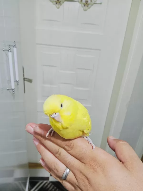 Jumbo Yavru Muhabbet Kuşu