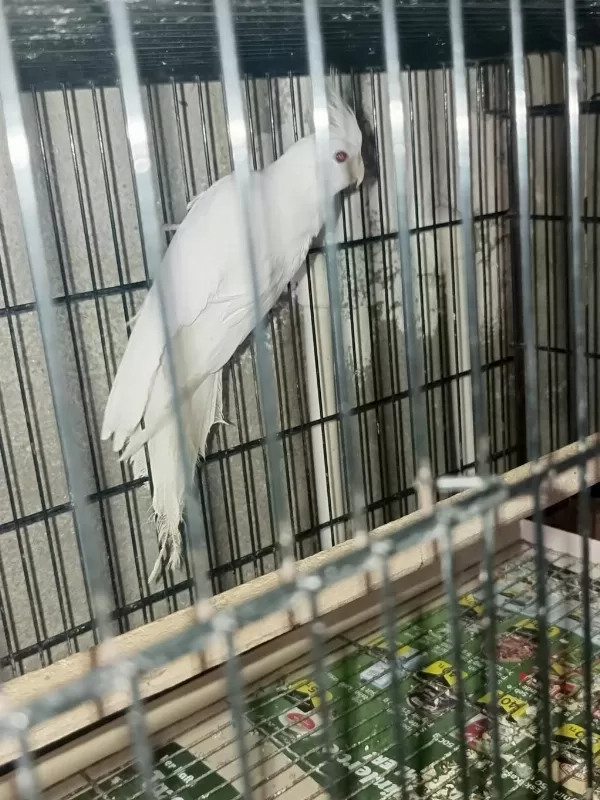 Albino Takım Sultan Papağanı