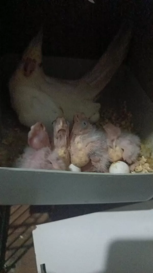 Albino Takım Sultan Papağanı
