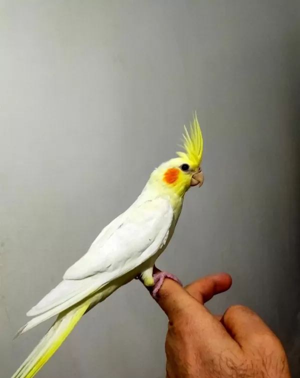 45 Günlük Ele Alıştırmalık Sultan Papağanı