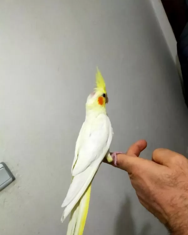 45 Günlük Ele Alıştırmalık Sultan Papağanı