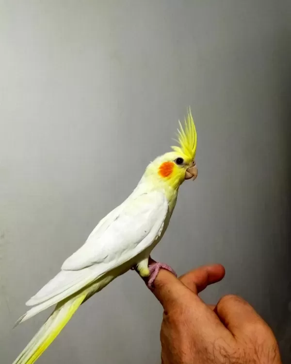 45 Günlük Ele Alıştırmalık Sultan Papağanı