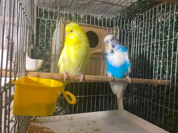 Jumbo Yerli Ve Yavru Muhabbet Kuşu Takımlar