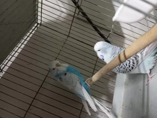 Jumbo Yerli Ve Yavru Muhabbet Kuşu Takımlar