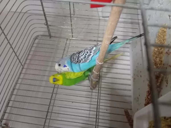 Jumbo Yerli Ve Yavru Muhabbet Kuşu Takımlar