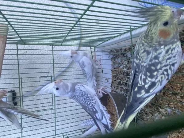 Yavru Sultan Papağanları Hepsi Rengarenk